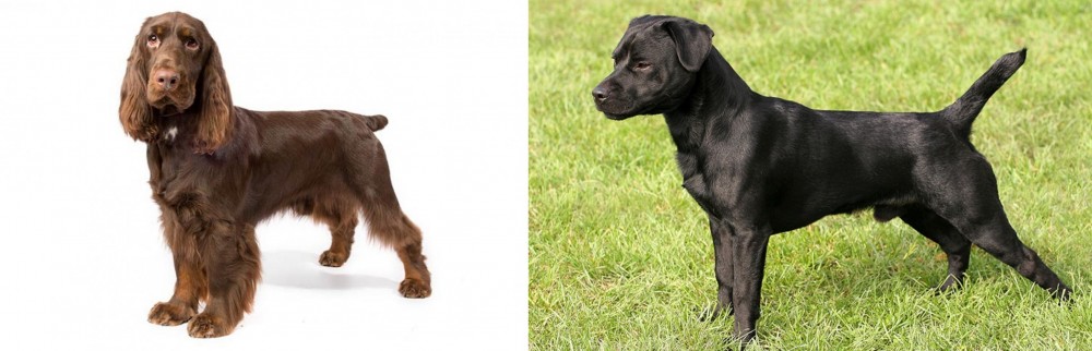 Patterdale Terrier vs Field Spaniel - Breed Comparison