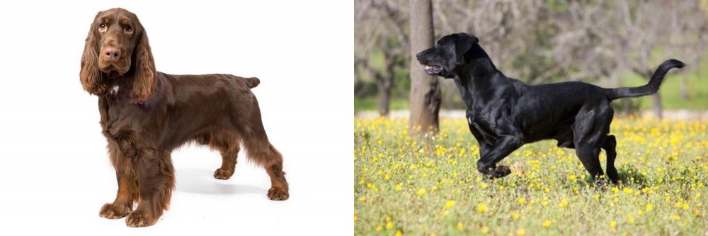 Perro de Pastor Mallorquin vs Field Spaniel - Breed Comparison