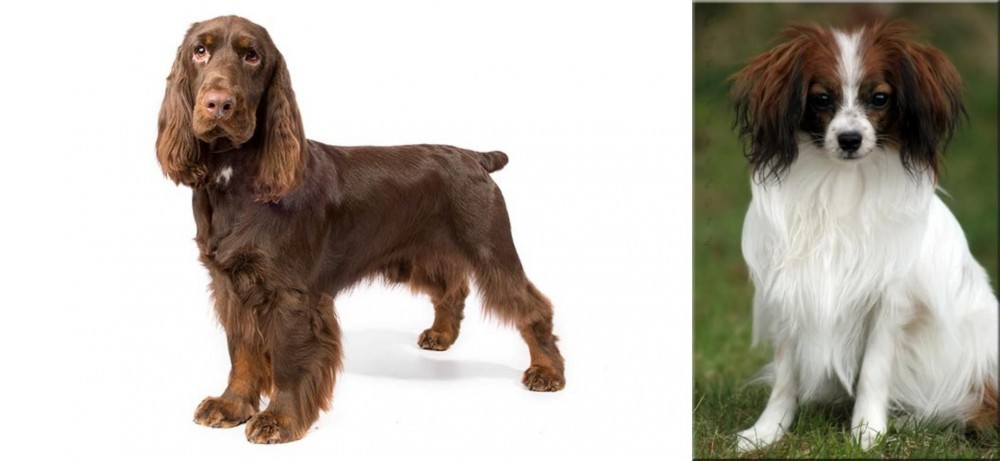 Phalene vs Field Spaniel - Breed Comparison