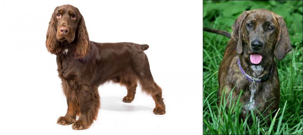 Plott Hound vs Field Spaniel - Breed Comparison