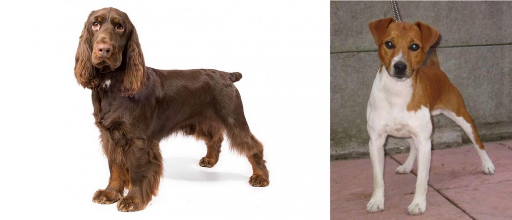Plummer Terrier vs Field Spaniel - Breed Comparison