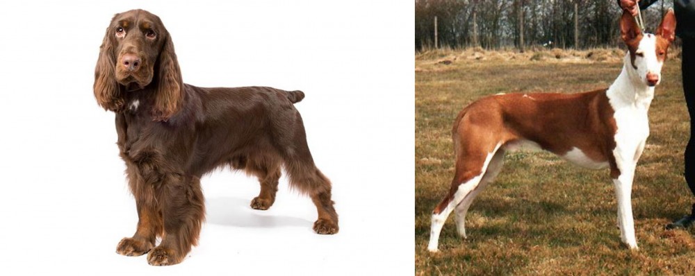 Podenco Canario vs Field Spaniel - Breed Comparison
