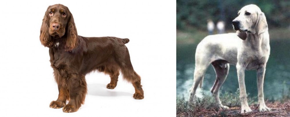 Porcelaine vs Field Spaniel - Breed Comparison