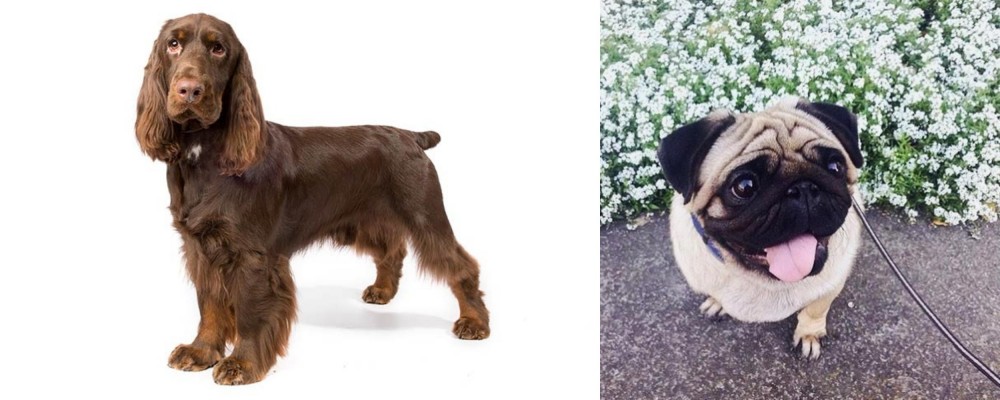 Pug vs Field Spaniel - Breed Comparison