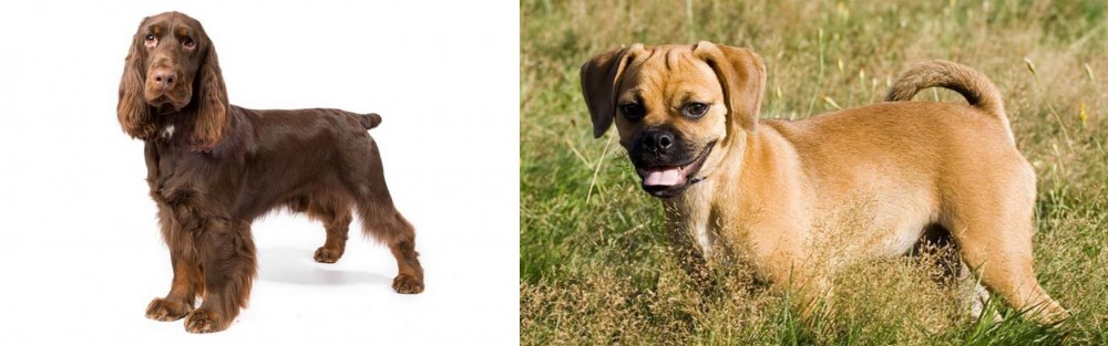Puggle vs Field Spaniel - Breed Comparison