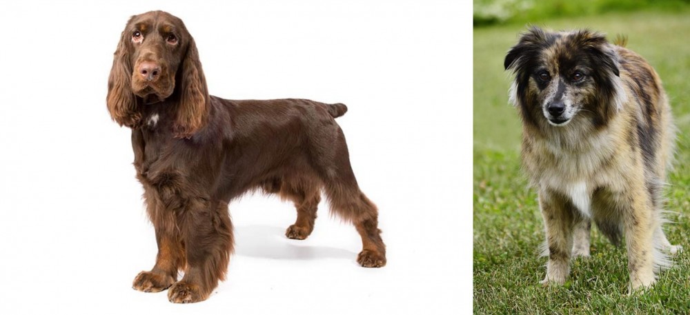 Pyrenean Shepherd vs Field Spaniel - Breed Comparison
