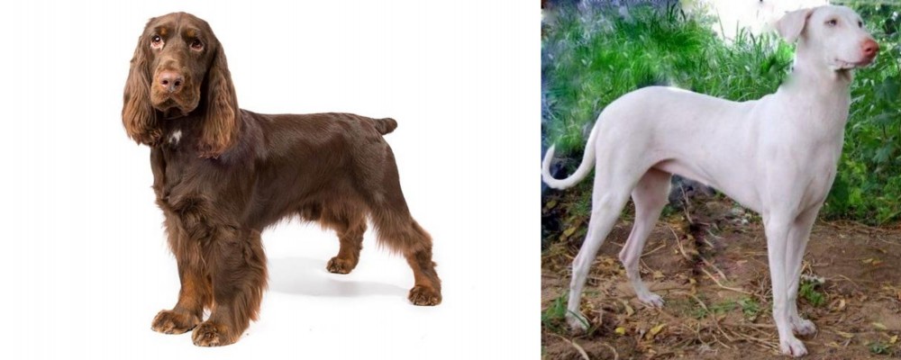 Rajapalayam vs Field Spaniel - Breed Comparison