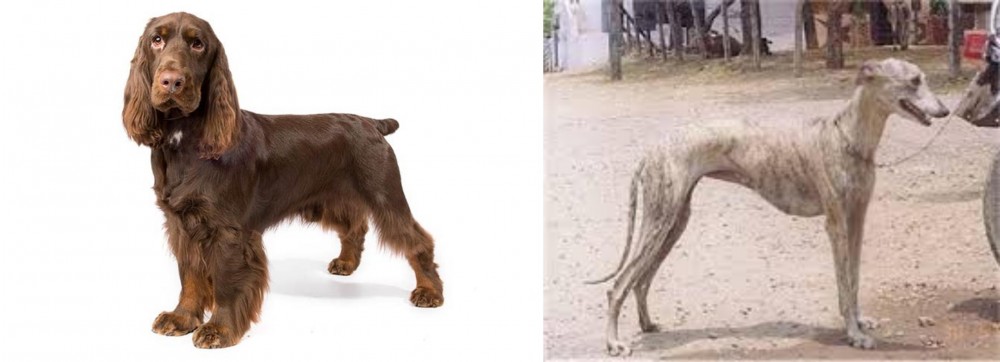 Rampur Greyhound vs Field Spaniel - Breed Comparison