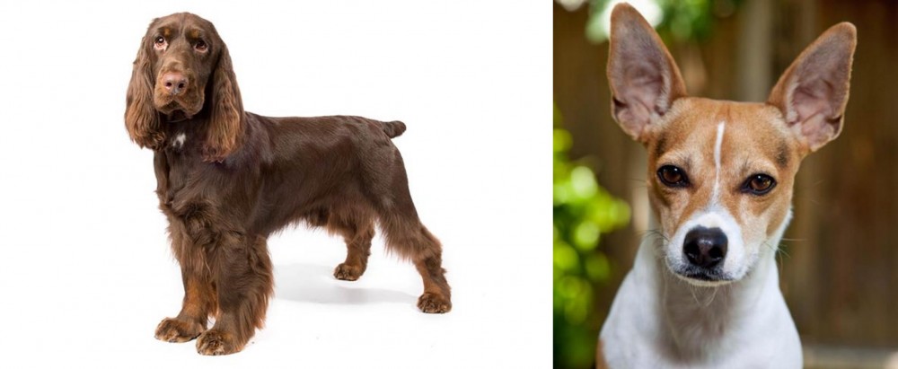 Rat Terrier vs Field Spaniel - Breed Comparison