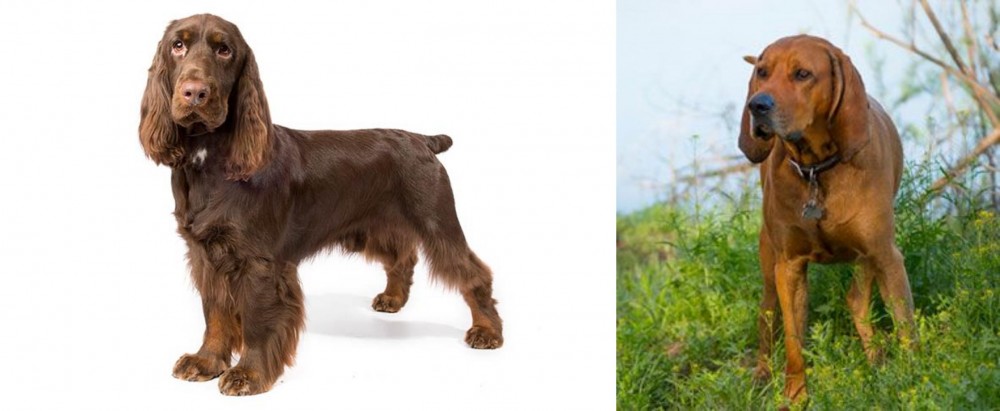 Redbone Coonhound vs Field Spaniel - Breed Comparison