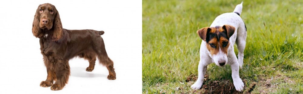 Russell Terrier vs Field Spaniel - Breed Comparison