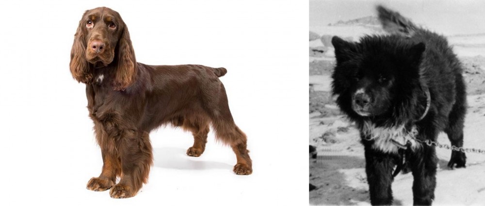 Sakhalin Husky vs Field Spaniel - Breed Comparison