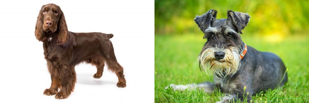 Schnauzer vs Field Spaniel - Breed Comparison