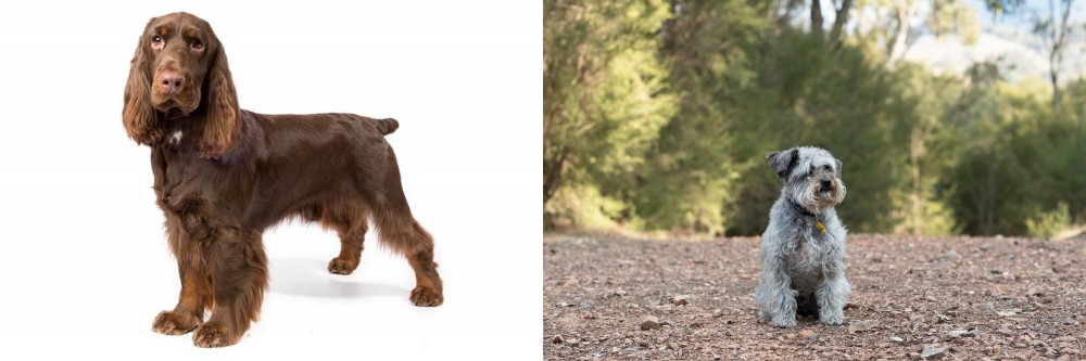 Schnoodle vs Field Spaniel - Breed Comparison
