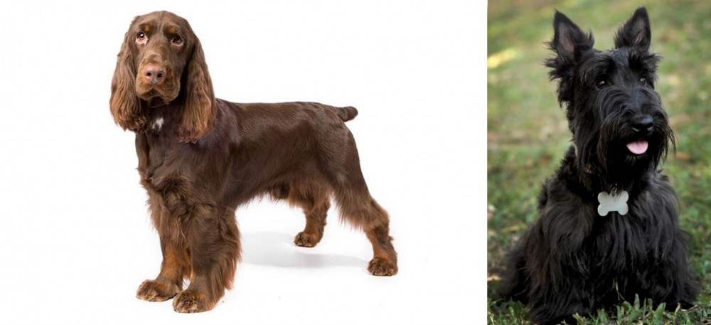 Scoland Terrier vs Field Spaniel - Breed Comparison