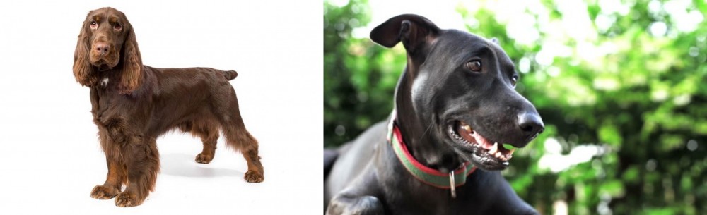 Shepard Labrador vs Field Spaniel - Breed Comparison
