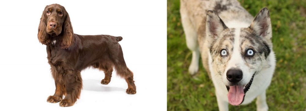 Shepherd Husky vs Field Spaniel - Breed Comparison
