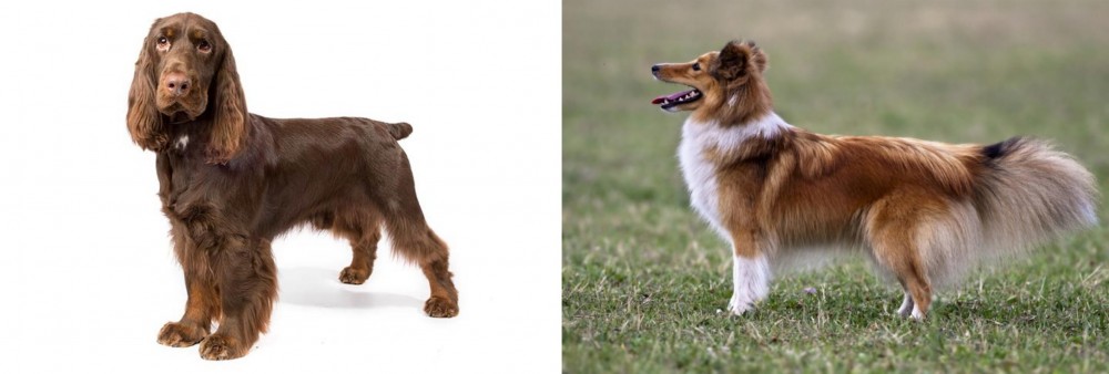 Shetland Sheepdog vs Field Spaniel - Breed Comparison