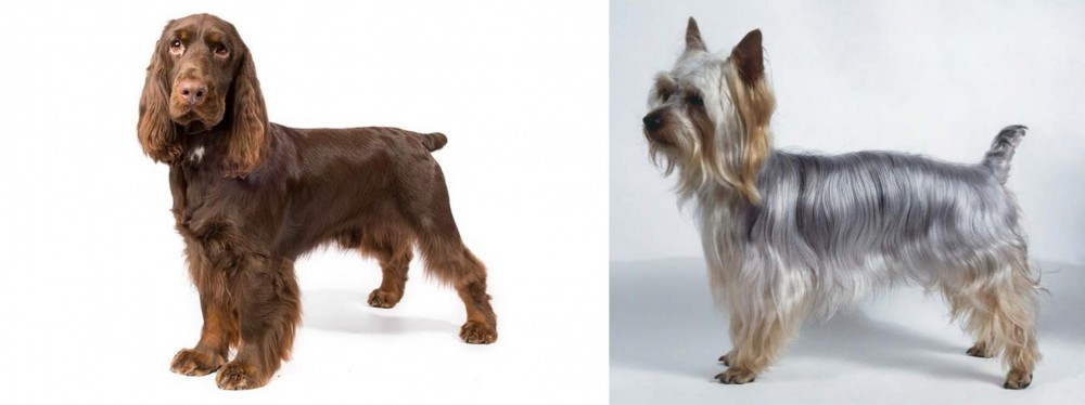 Silky Terrier vs Field Spaniel - Breed Comparison