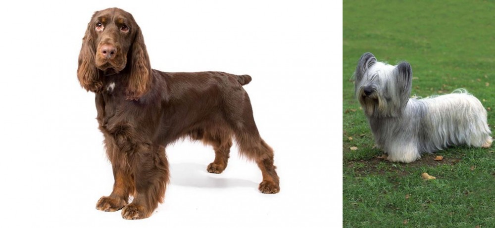 Skye Terrier vs Field Spaniel - Breed Comparison