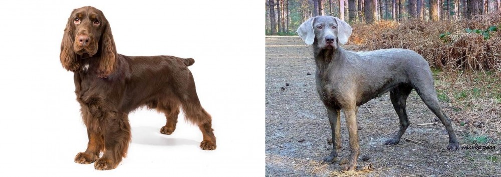 Slovensky Hrubosrsty Stavac vs Field Spaniel - Breed Comparison