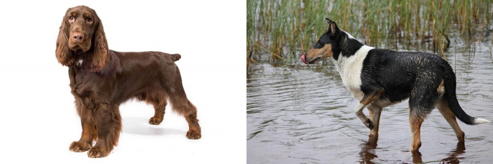 Smooth Collie vs Field Spaniel - Breed Comparison