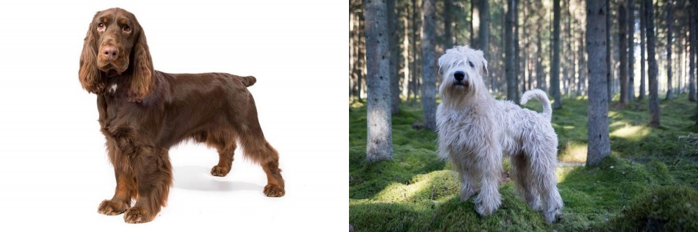 Soft-Coated Wheaten Terrier vs Field Spaniel - Breed Comparison