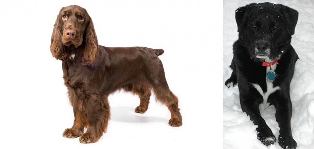 St. John's Water Dog vs Field Spaniel - Breed Comparison