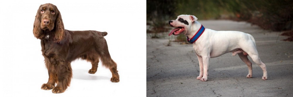 Staffordshire Bull Terrier vs Field Spaniel - Breed Comparison