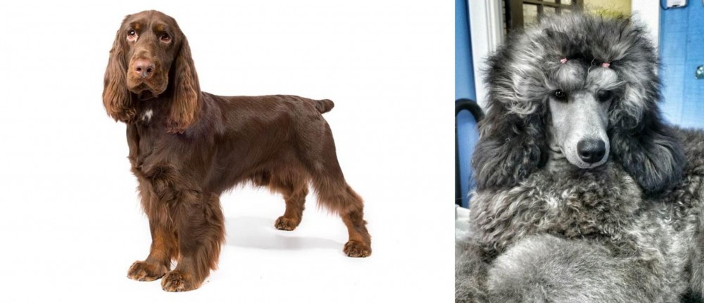 Standard Poodle vs Field Spaniel - Breed Comparison