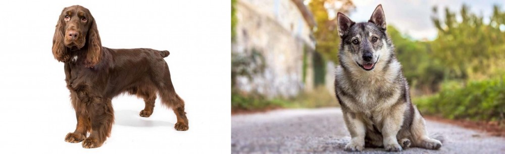 Swedish Vallhund vs Field Spaniel - Breed Comparison
