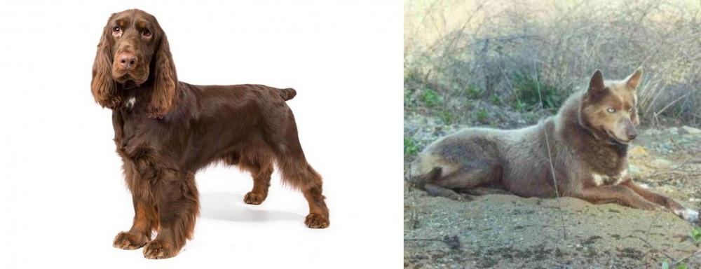 Tahltan Bear Dog vs Field Spaniel - Breed Comparison