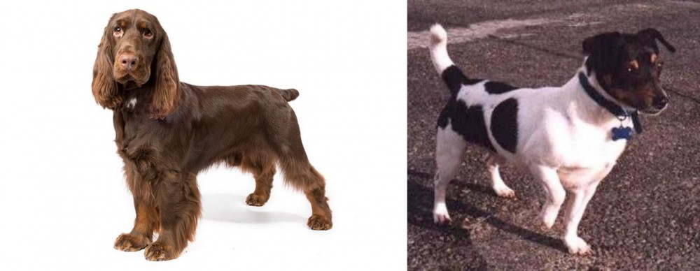 Teddy Roosevelt Terrier vs Field Spaniel - Breed Comparison