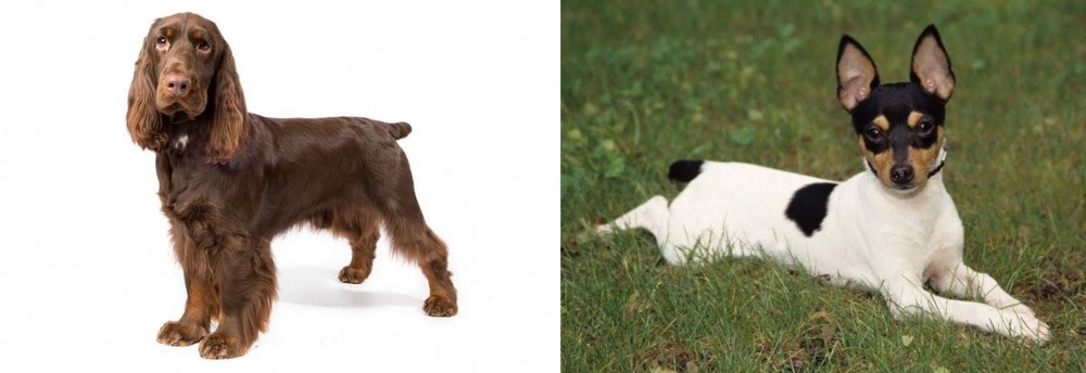 Toy Fox Terrier vs Field Spaniel - Breed Comparison