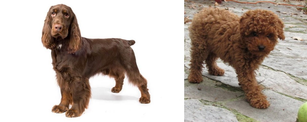 Toy Poodle vs Field Spaniel - Breed Comparison