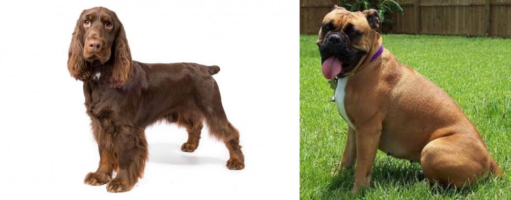 Valley Bulldog vs Field Spaniel - Breed Comparison