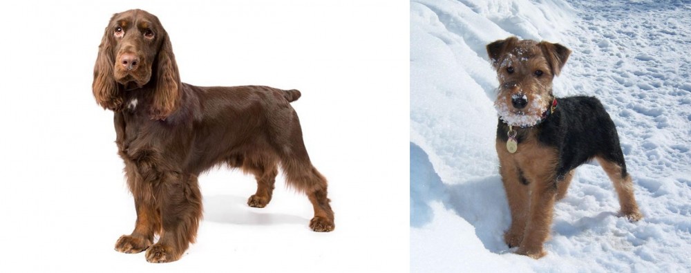 Welsh Terrier vs Field Spaniel - Breed Comparison