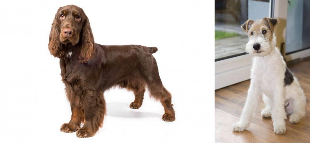 Wire Fox Terrier vs Field Spaniel - Breed Comparison