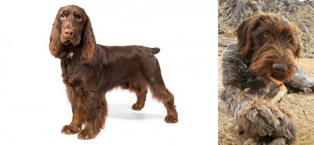 Wirehaired Pointing Griffon vs Field Spaniel - Breed Comparison