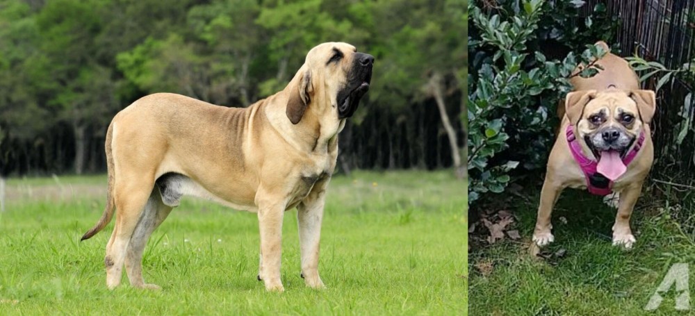 Beabull vs Fila Brasileiro - Breed Comparison