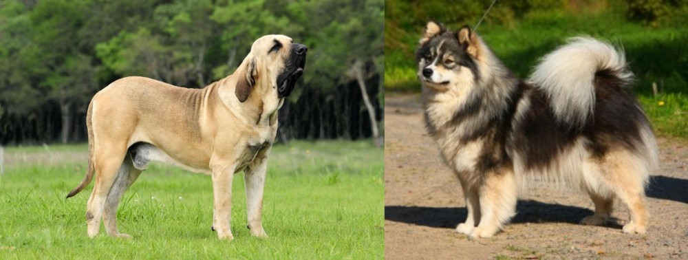Finnish Lapphund vs Fila Brasileiro - Breed Comparison