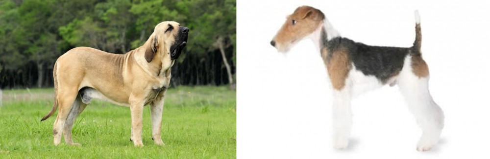 Fox Terrier vs Fila Brasileiro - Breed Comparison