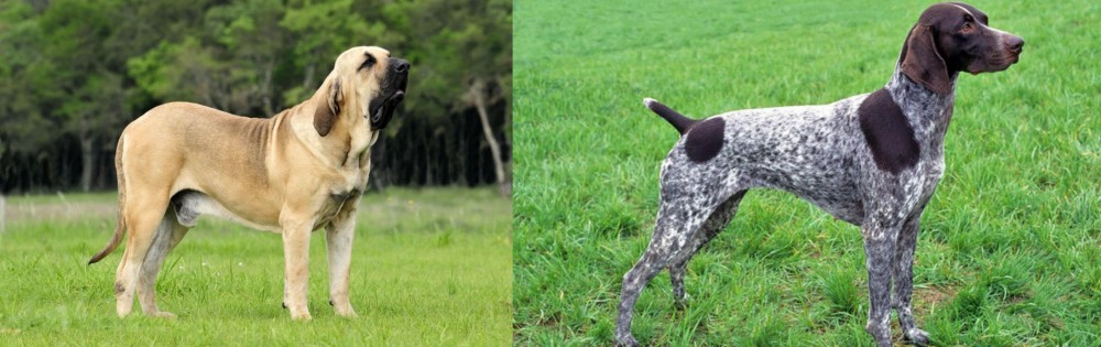 German Shorthaired Pointer vs Fila Brasileiro - Breed Comparison