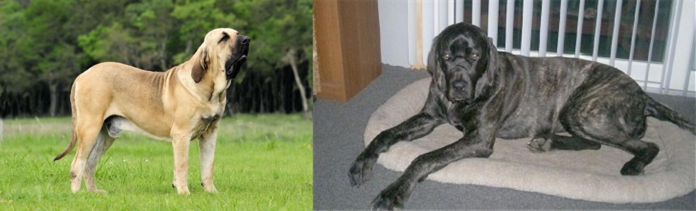 Giant Maso Mastiff vs Fila Brasileiro - Breed Comparison