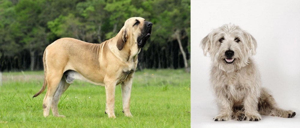 Glen of Imaal Terrier vs Fila Brasileiro - Breed Comparison
