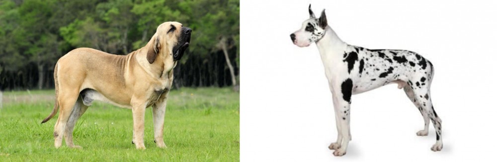 Great Dane vs Fila Brasileiro - Breed Comparison