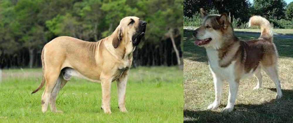 Greenland Dog vs Fila Brasileiro - Breed Comparison