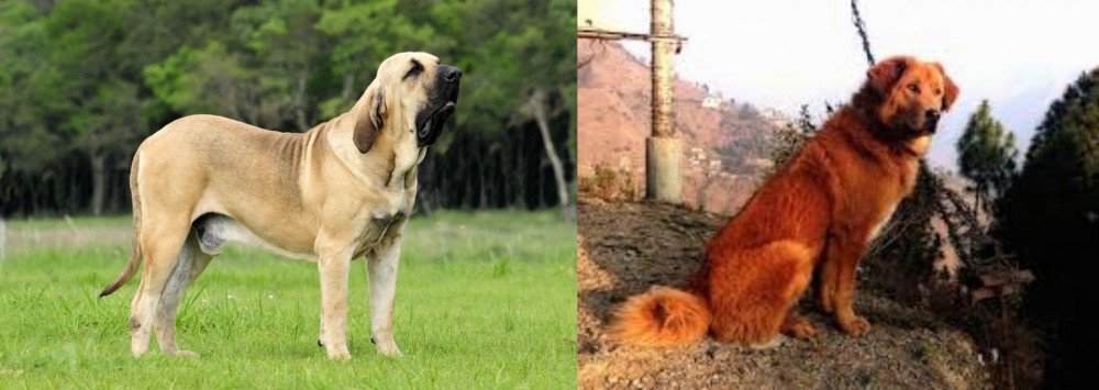 Himalayan Sheepdog vs Fila Brasileiro - Breed Comparison
