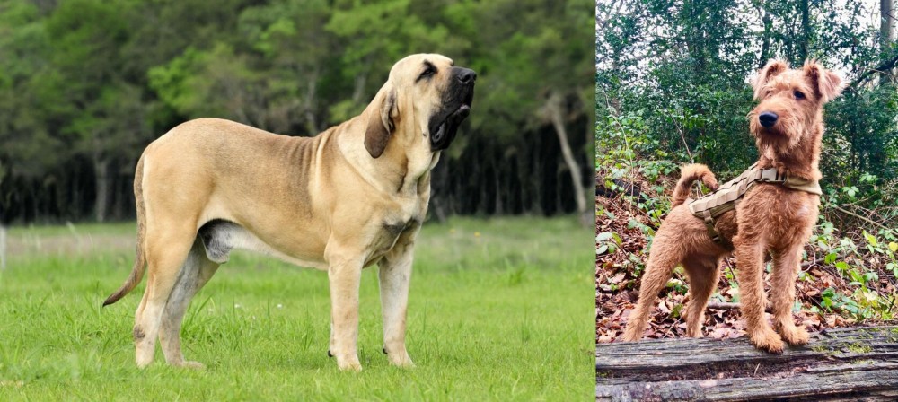Irish Terrier vs Fila Brasileiro - Breed Comparison
