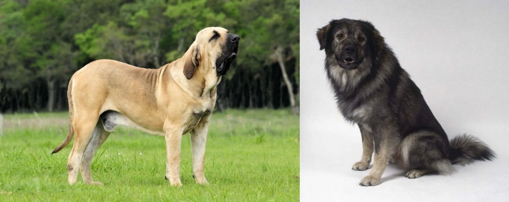 Istrian Sheepdog vs Fila Brasileiro - Breed Comparison